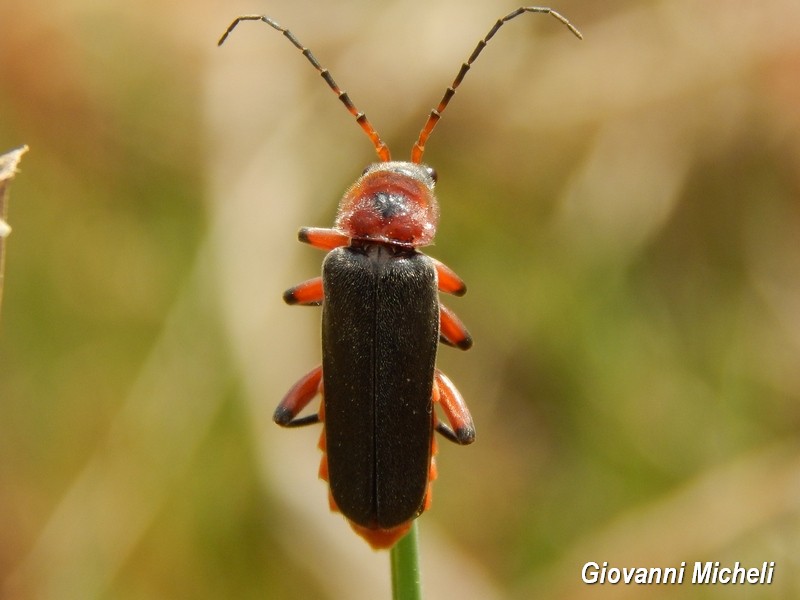 Cantharis rustica, Cantharidae